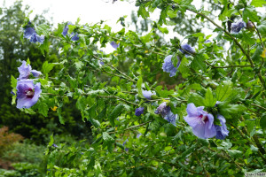 Hibiscus Oiseau Blue     